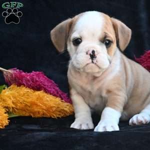 Oliver, Miniature Bulldog Puppy